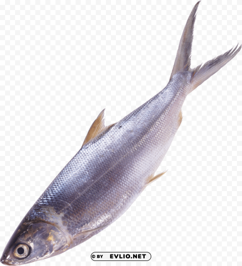 Fish Clear Image PNG