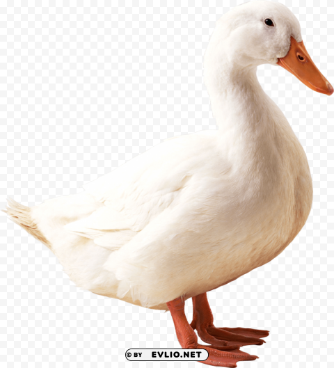 goose Isolated Character in Clear Background PNG