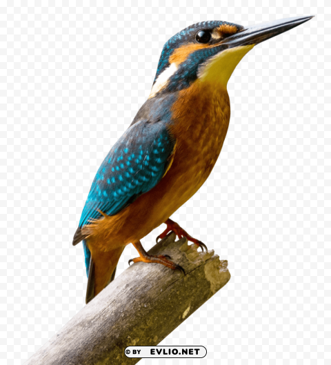 kingfisher bird Isolated Character in Clear Transparent PNG