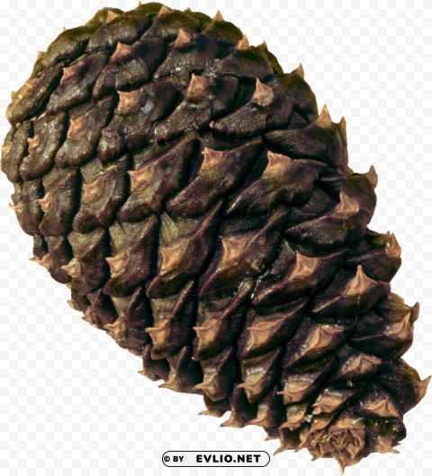 Pine Cone HighResolution Isolated PNG With Transparency