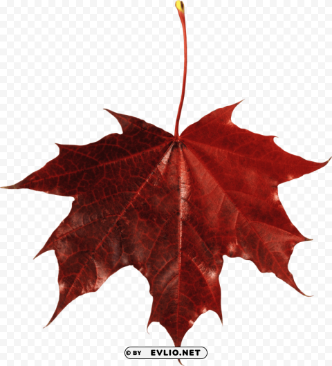 red leaf PNG cutout