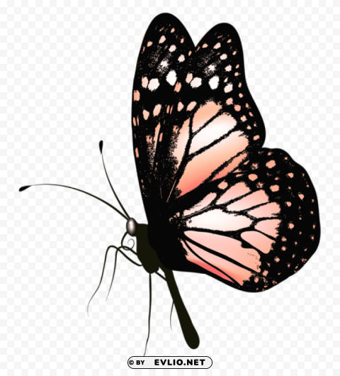 butterfly PNG images with alpha transparency free clipart png photo - 60003f8c