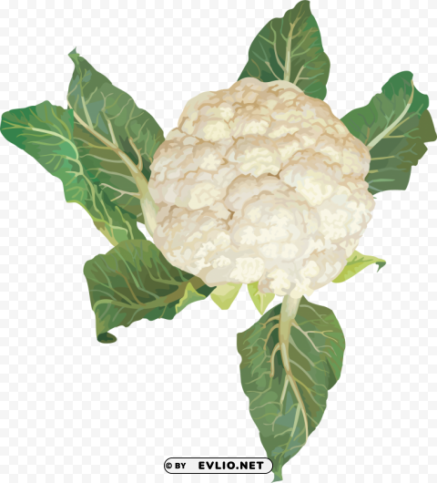 cauliflower Clear Background Isolated PNG Graphic