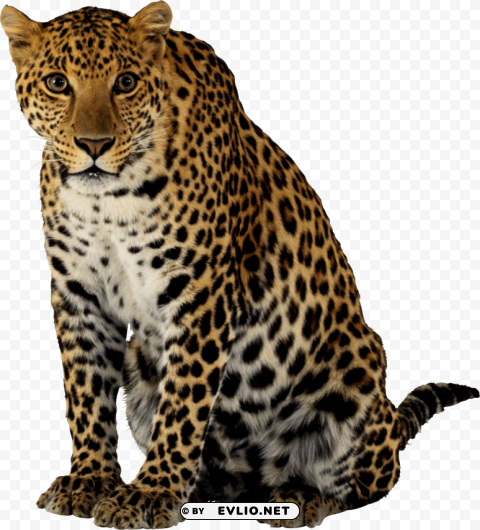 leopard sitting Clear Background Isolated PNG Object
