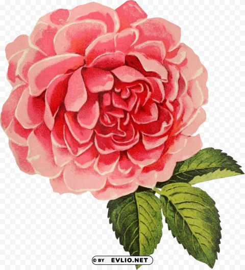 rose graphic no background PNG transparent vectors PNG transparent with Clear Background ID 40b2afd4