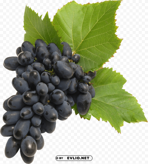 black grapes Isolated Subject on HighQuality Transparent PNG