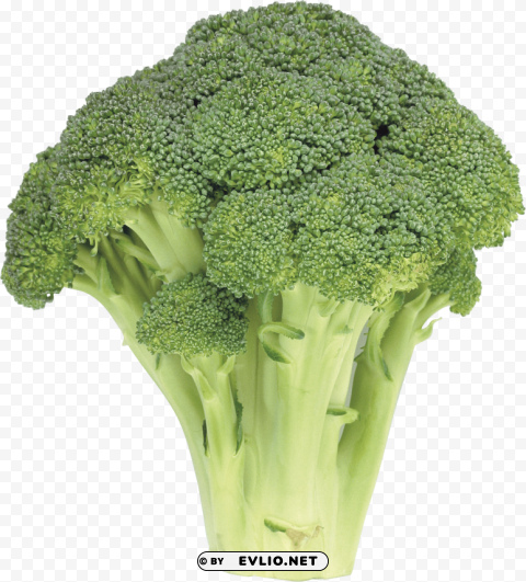 broccoli PNG transparent designs for projects