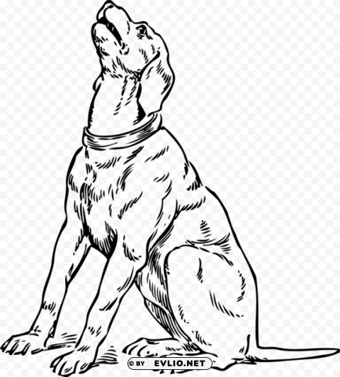 dog looking up drawing Transparent PNG image free
