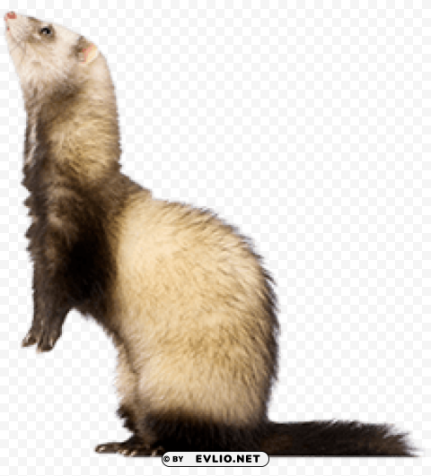 ferret Transparent Cutout PNG Graphic Isolation png images background - Image ID f95cf6c8