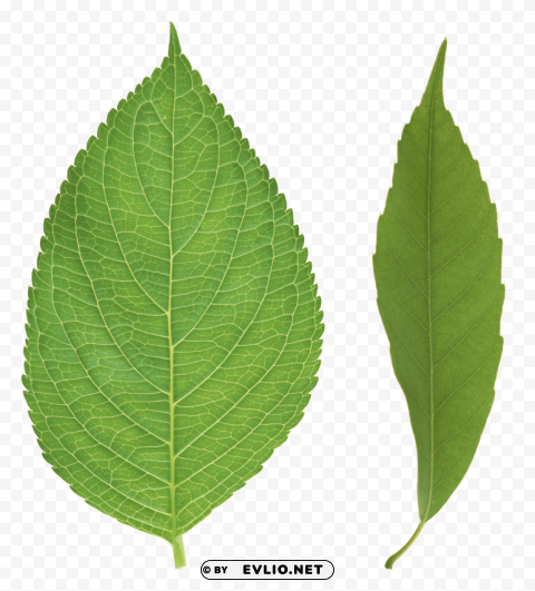 green leaves Transparent PNG graphics variety