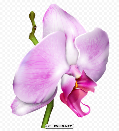 orchid Transparent PNG Graphic with Isolated Object