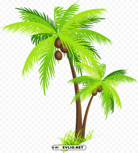 palm tree with coconutspicture PNG with transparent background free