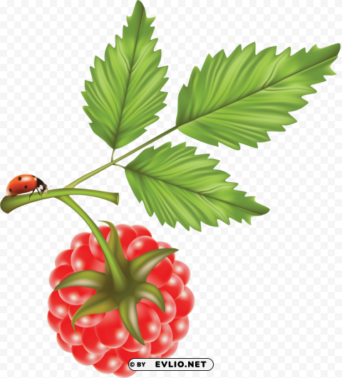raspberry Free PNG images with transparency collection clipart png photo - 56a5b960