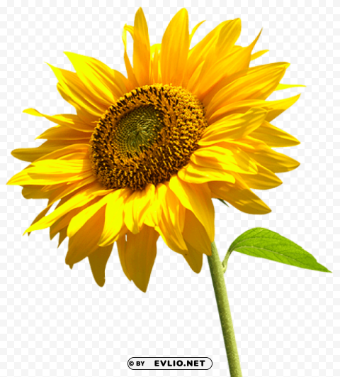 sunflowers high-quality PNG Isolated Subject on Transparent Background
