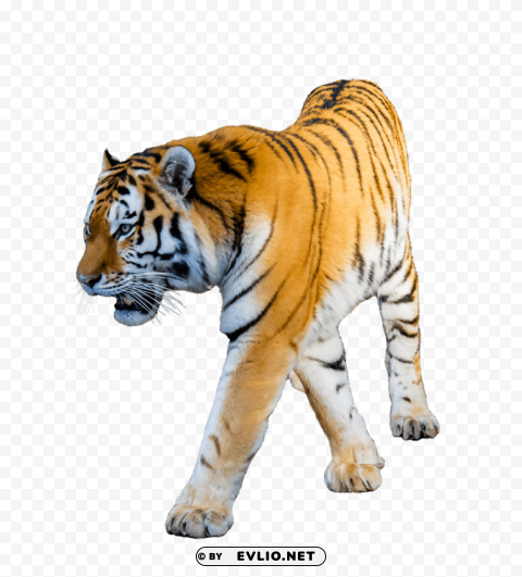 tiger walking PNG images with alpha transparency wide selection