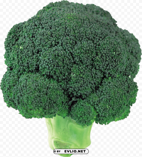 broccoli ClearCut Background Isolated PNG Design