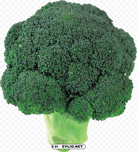 Broccoli ClearCut Background Isolated PNG Design