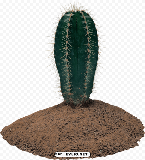 cactus Clear Background PNG with Isolation