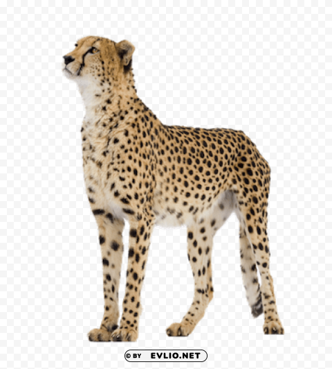 cheetah PNG for design