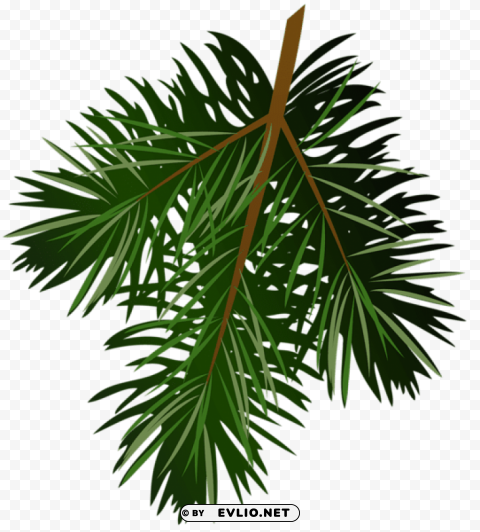 transparent pine branch Isolated Graphic Element in HighResolution PNG
