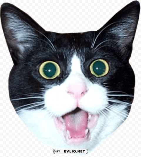 impressed cat head meme PNG images with alpha transparency diverse set
