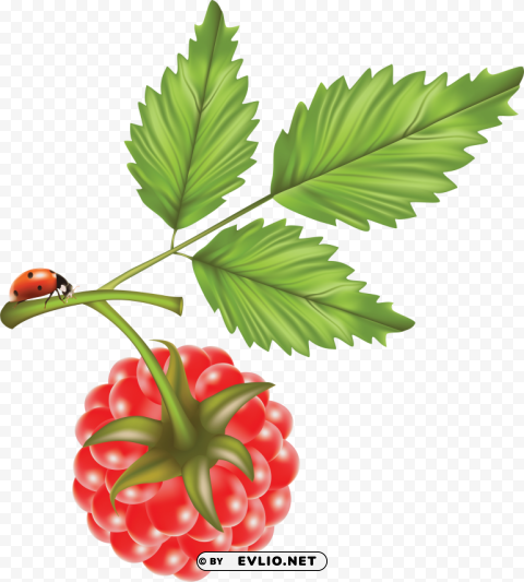 Rasberry Drawing PNG Images With No Limitations