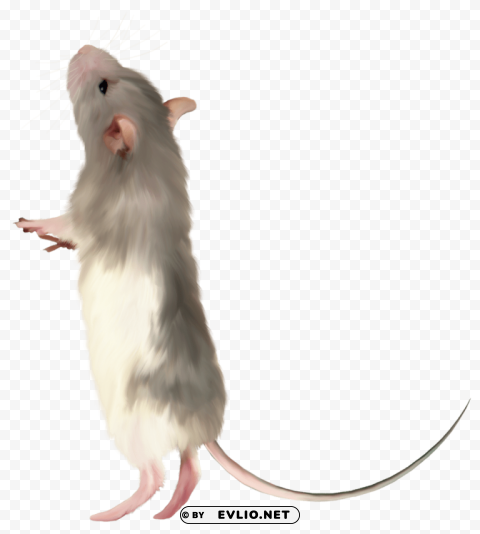 mouse pics Clear Background PNG Isolated Illustration