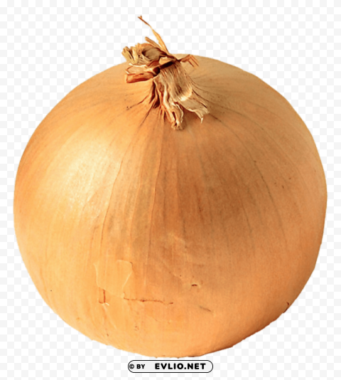 onion PNG Image Isolated with HighQuality Clarity