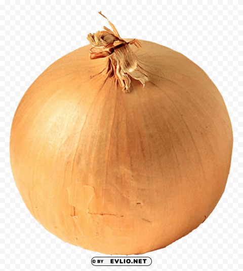 Onion PNG Image Isolated With HighQuality Clarity