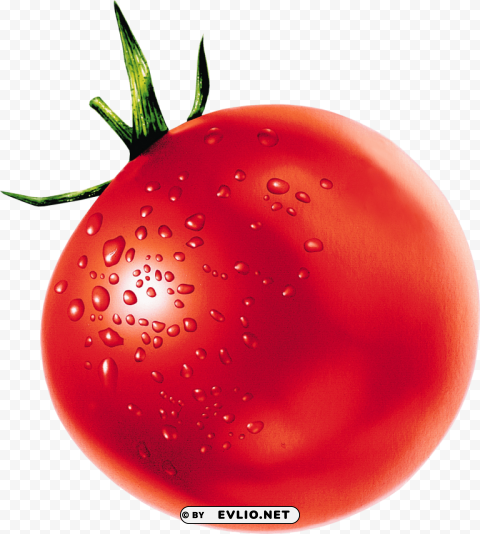 Tomato Isolated Illustration On Transparent PNG