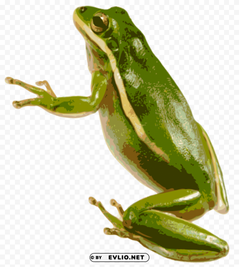 frog Isolated Item on HighResolution Transparent PNG