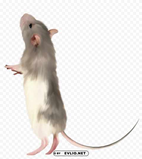 mousepicture Isolated Object with Transparent Background in PNG