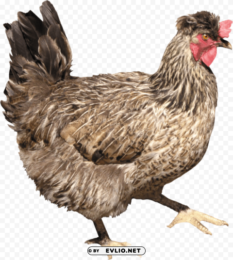 chicken PNG Graphic Isolated on Clear Background Detail