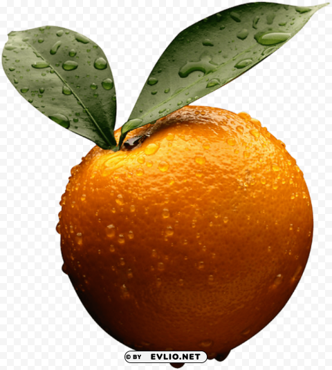 orange orange PNG pictures with no backdrop needed