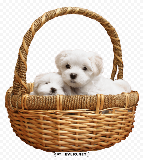 Puppy PNG with Transparency and Isolation png images background - Image ID 6991afbb