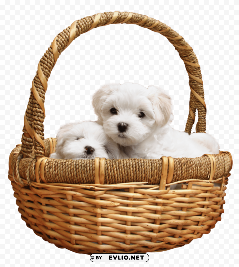 puppy Transparent background PNG images comprehensive collection