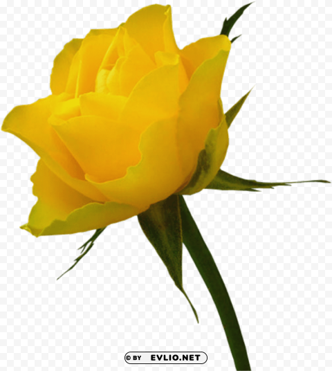 red rose and yellow rose PNG transparent photos vast variety