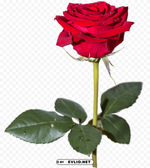 rose PNG images with clear alpha channel broad assortment