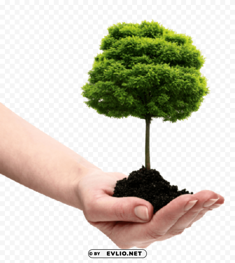 save tree High-resolution PNG images with transparency