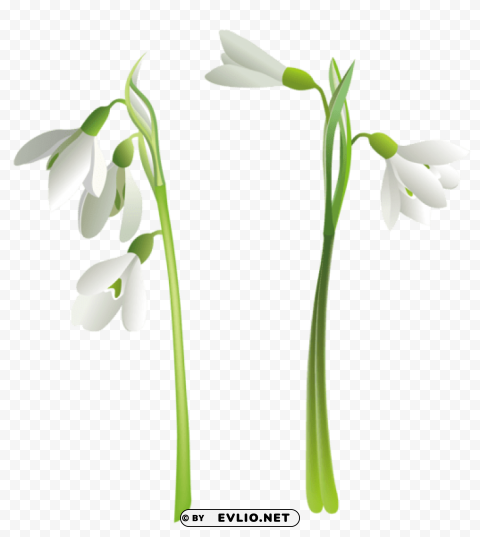 snowdrops Transparent Background Isolated PNG Icon