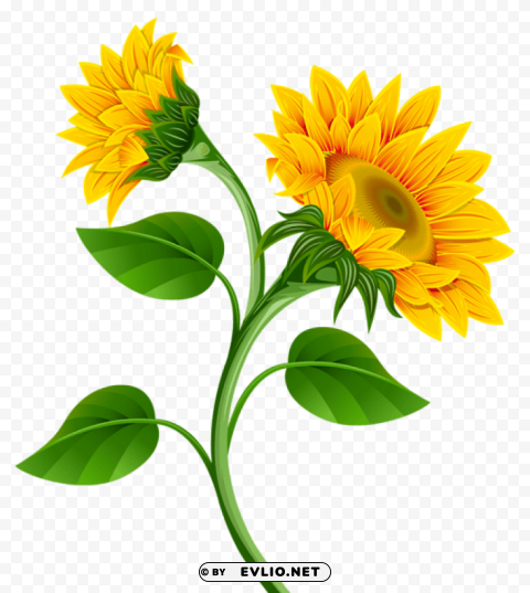 sunflowers Clear Background Isolation in PNG Format
