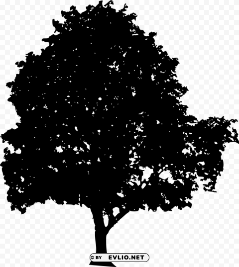 tree silhouette Isolated Subject on HighQuality Transparent PNG