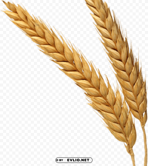 PNG image of Wheat PNG for t-shirt designs with a clear background - Image ID 9999cb07