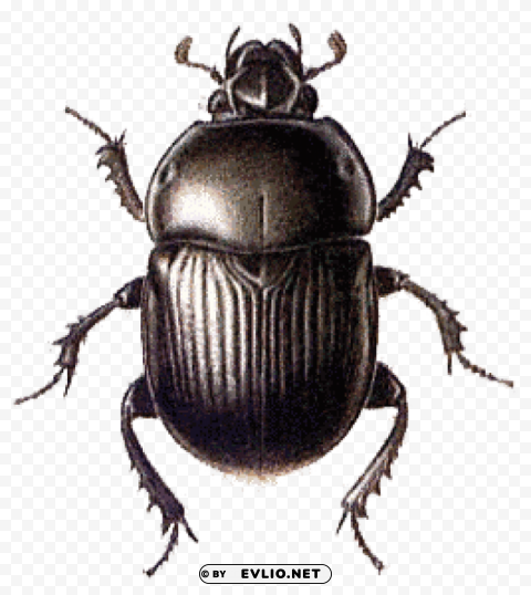 beetle black large PNG images with no background needed