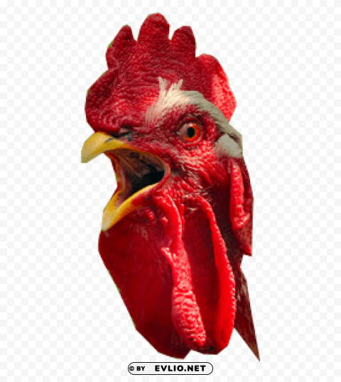cock Free PNG images with transparency collection