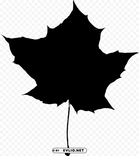 maple leaf silhouette Transparent PNG Isolated Item with Detail