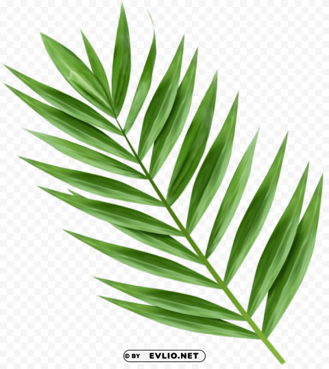 palm branch transparent PNG for overlays clipart png photo - 0ad3830f