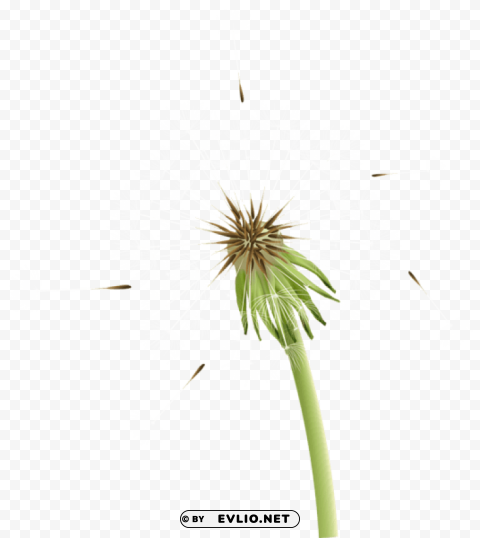 PNG image of taraxacum Transparent Background Isolation in PNG Format with a clear background - Image ID 26c078ba