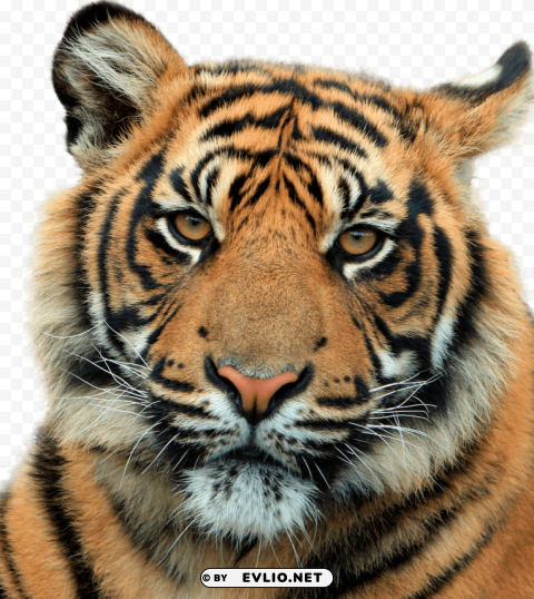 tiger head close up PNG Graphic with Clear Background Isolation