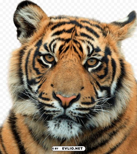 Tiger Head Close Up PNG Graphic With Clear Background Isolation